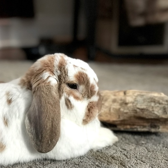 Meet your Posh Ambassador, David - Picture 5 of 12